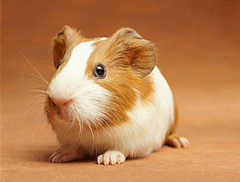 Guinea-Pig