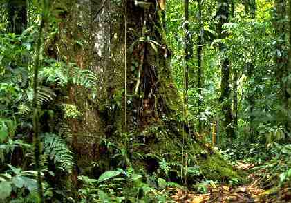 Rainforest